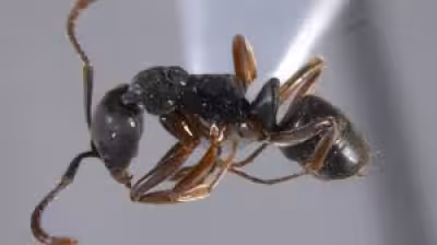Sting alert: Asian needle ant spreads across nine U.S. states