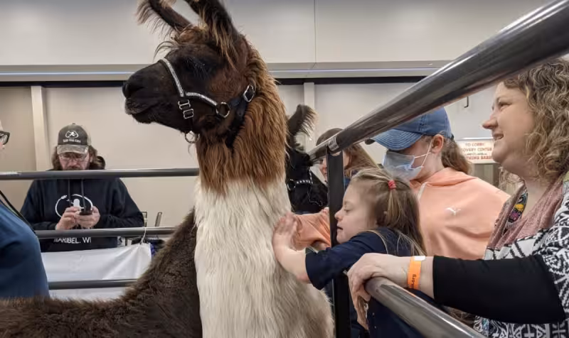 Alpacas To Take Over Alliant Energy Center