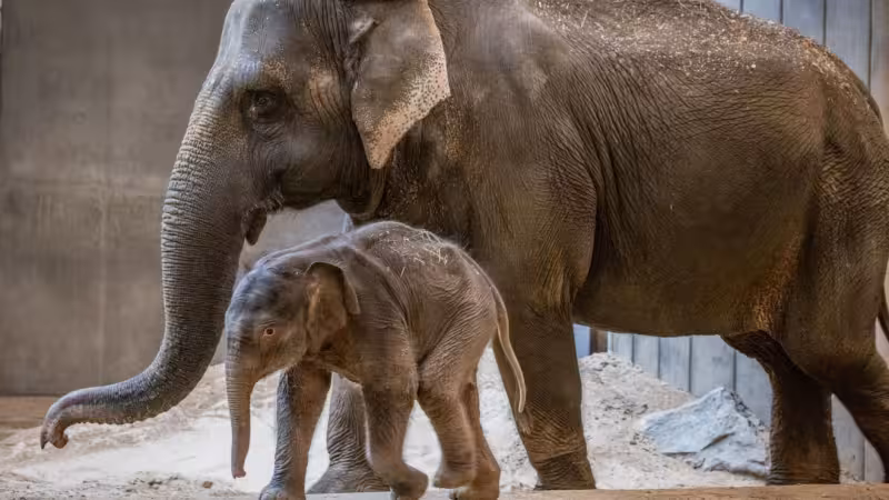 DC zoo's new baby Asian elephant 'Linh Mai' makes public debut on Earth Day