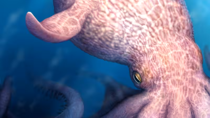 Jaw fossils suggest a 60-foot octopus was the ‘kraken’ of the Cretaceous