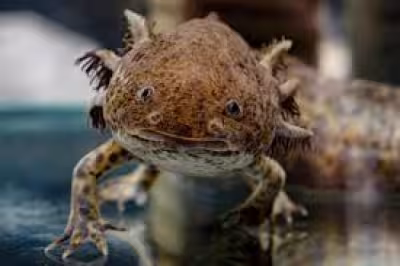 Rare Axolotl Found Under Bridge in Wales Ends Up in Leicester Home