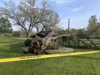 Aged tree falls in Peru park, raising questions about other old trees