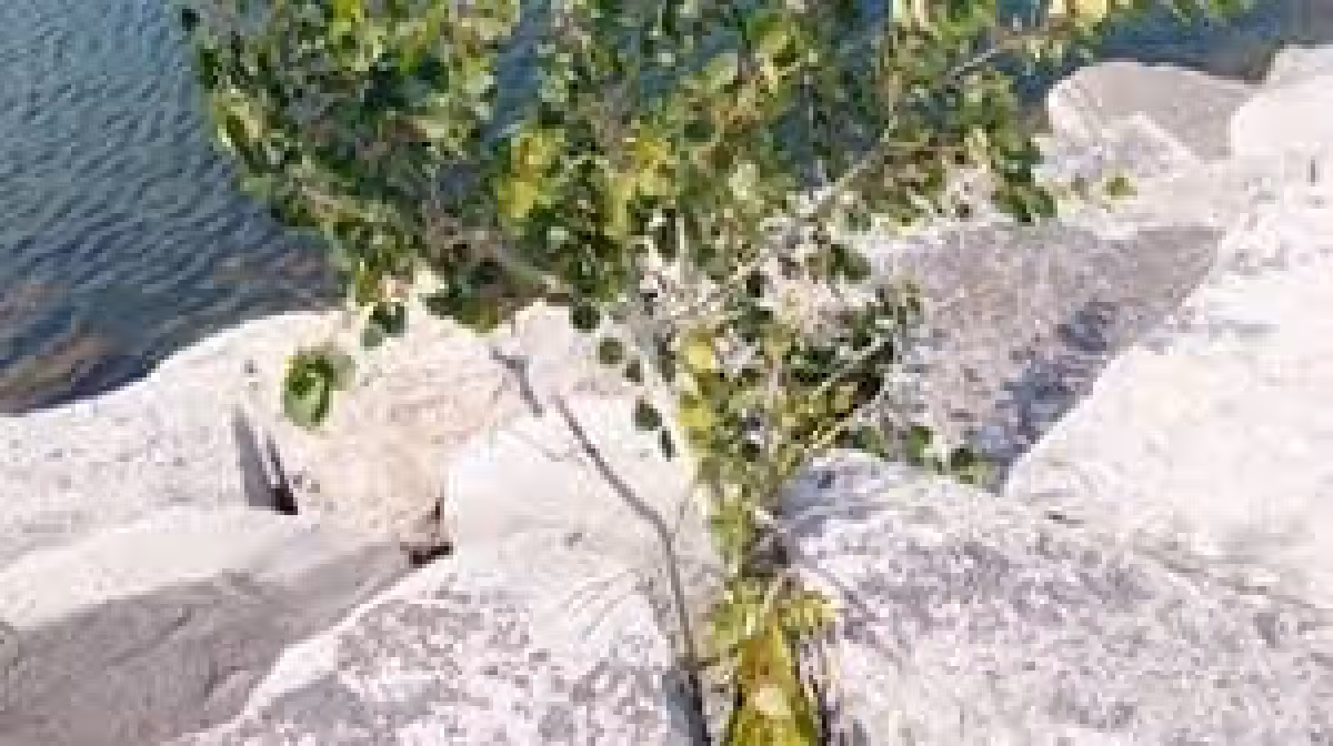 Watkins Glen affordability festival to bring food drive, crafts and aid to Lafayette Park