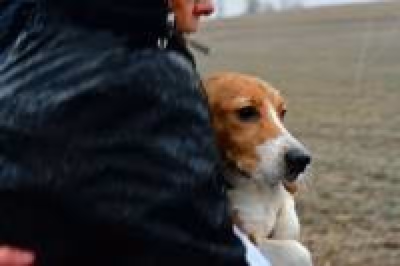 Ridglan Farms to transfer nearly 1,000 beagles to rescue group