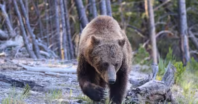 Bear Attack Yellowstone Injures Two Hikers on Mystic Falls Trail