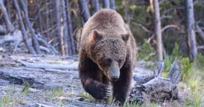 Yellowstone Bear Attack leaves two hikers injured near Old Faithful