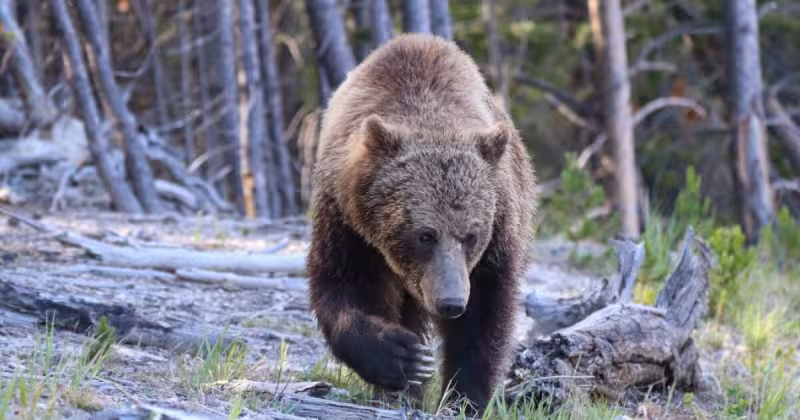 Hikers injured by bears in Yellowstone National Park