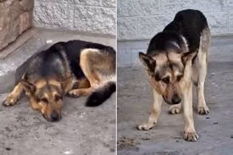 German Shepherd, Abandoned at a California Walmart with All of His Toys, Gets a Second Chance