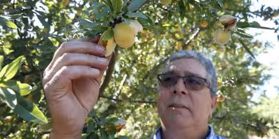 California Peach Tree Removal Aid Offers Relief for Central Valley Farmers