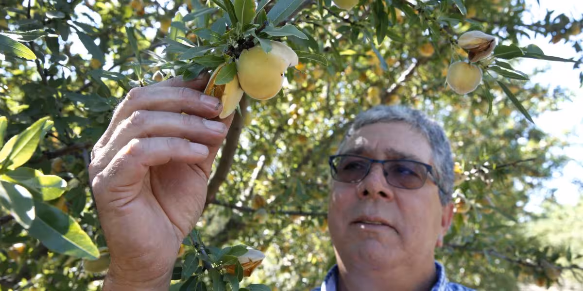Del Monte closure drives California farmers to weigh tearing out orchards