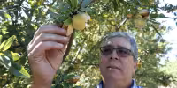 Del Monte closure drives California farmers to weigh tearing out orchards