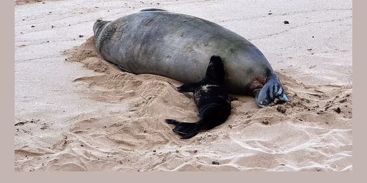 Hawaiian Monk Seals: DLNR probes alleged harassment, Kaimana fence breaches