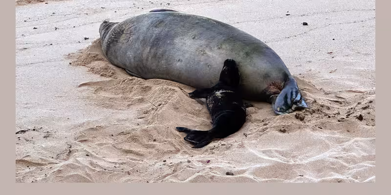 5/6/26 – UPDATE ON INVESTIGATION INTO ROCK THROWN AT MONK SEAL AND BREACHES OF SEAL RESTING AREAS
