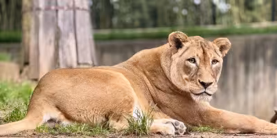 National Zoo Lion Shera Euthanasia Planned as Beloved Lion Declines